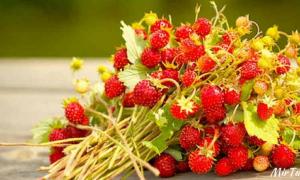 Erdbeere – Vitaminpille